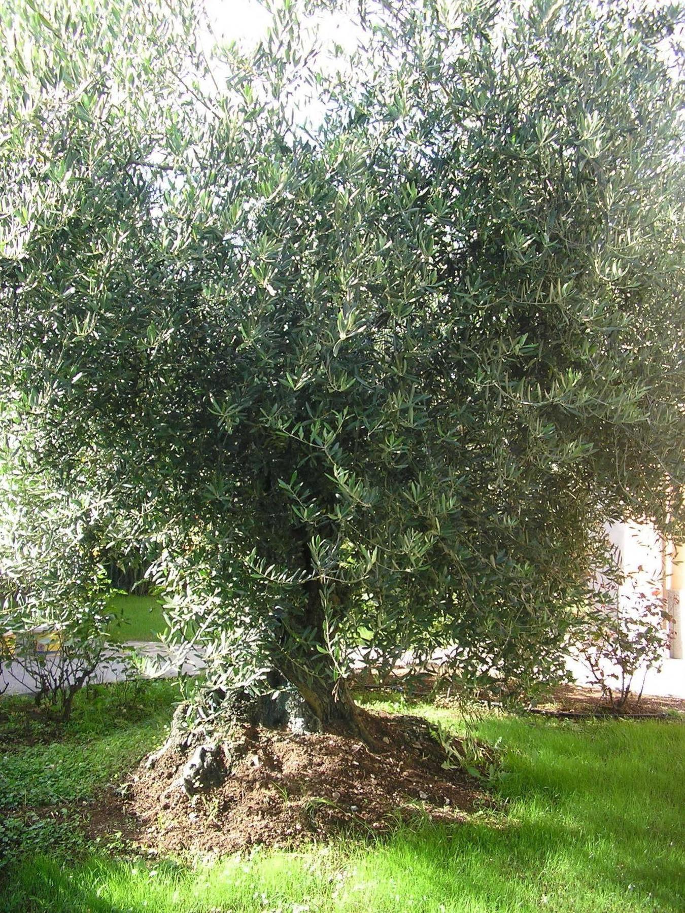 Bed and Breakfast Al Vecchio Olivo Frascati Esterno foto